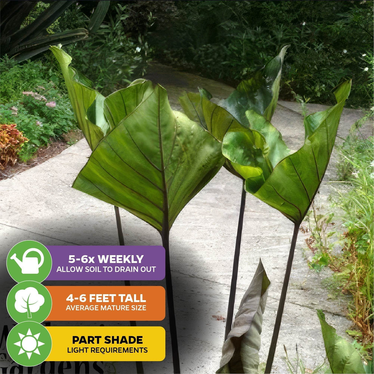 Drinkware, Tea Cup Elephant Ear Colocasia esculenta for Everyday Drinks, Home and Entertaining image 4