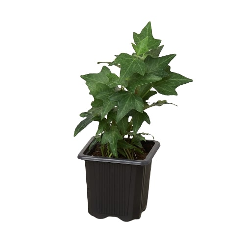 Indoor House Plant, English Ivy Green California for Windowsills, Home Offices and Indoor Decor, 3 Size Options image 4