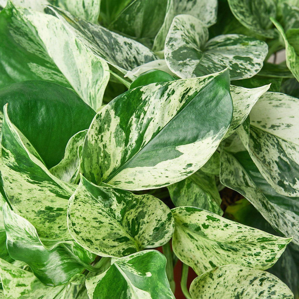 Indoor House Plant, Pothos 'Marble Queen' for Shelves, Desks and Living Spaces, 4 Size Options image 5