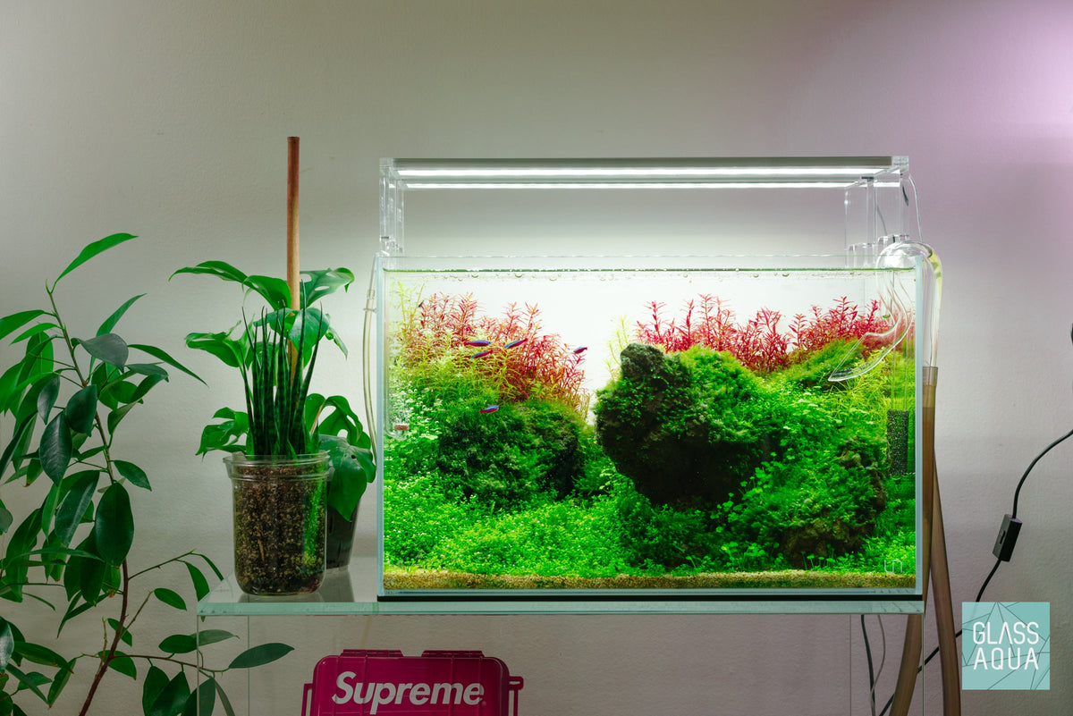 Rimless Glass Aquarium, UNS Standard, Silicone Construction, Rimless Tank Compatible for Planted Tanks, Shrimp Habitats and Aquascaping image 5