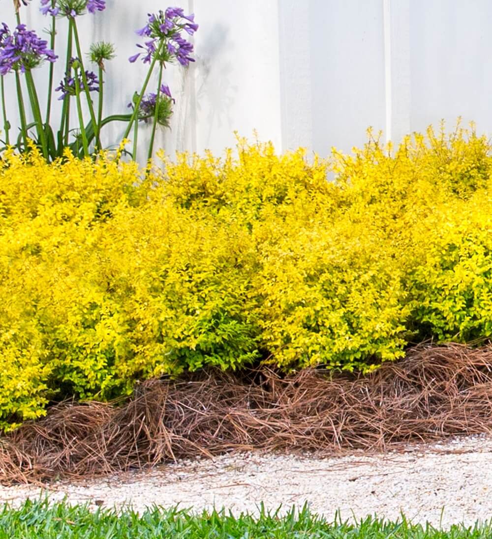 Sunshine Ligustrum image 5