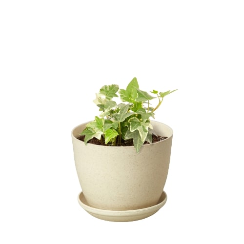 Indoor House Plant, English Ivy 'Glacier' for Shelves, Desks and Living Spaces, 3 Size Options image 5