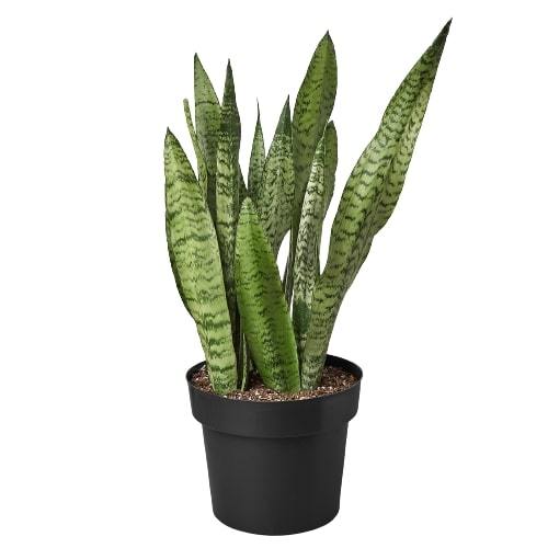 Indoor House Plant, Snake 'Zeylanica' for Windowsills, Home Offices and Indoor Decor, 5 Size Options image 5
