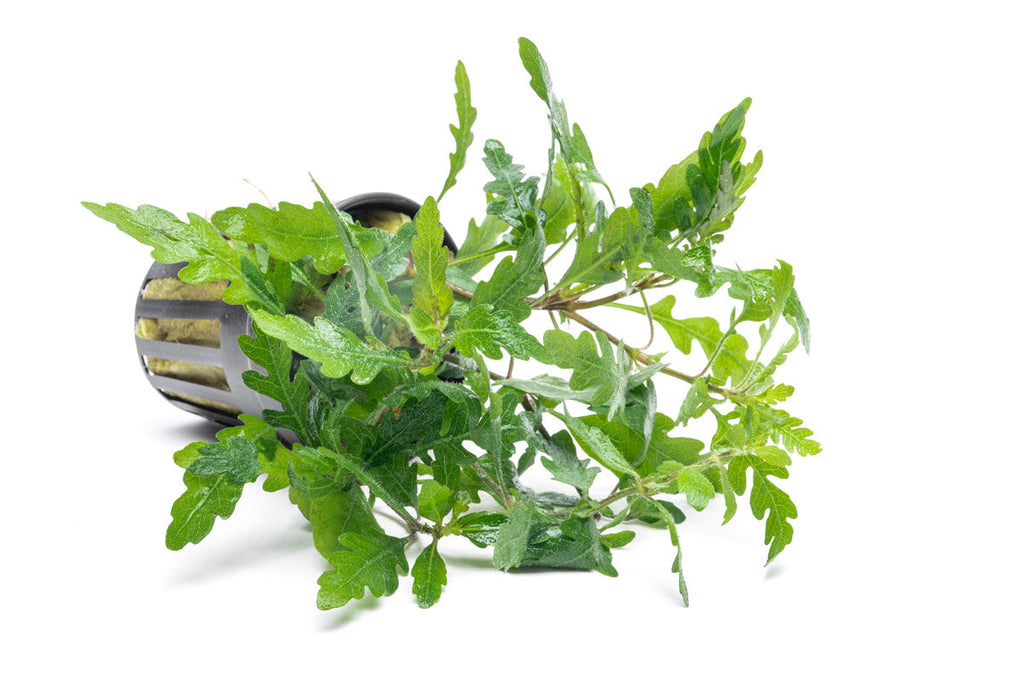Live Aquarium Plant, Hygrophila Pinnatifida for Planted Aquariums and Natural Fish Tank Decor image 5