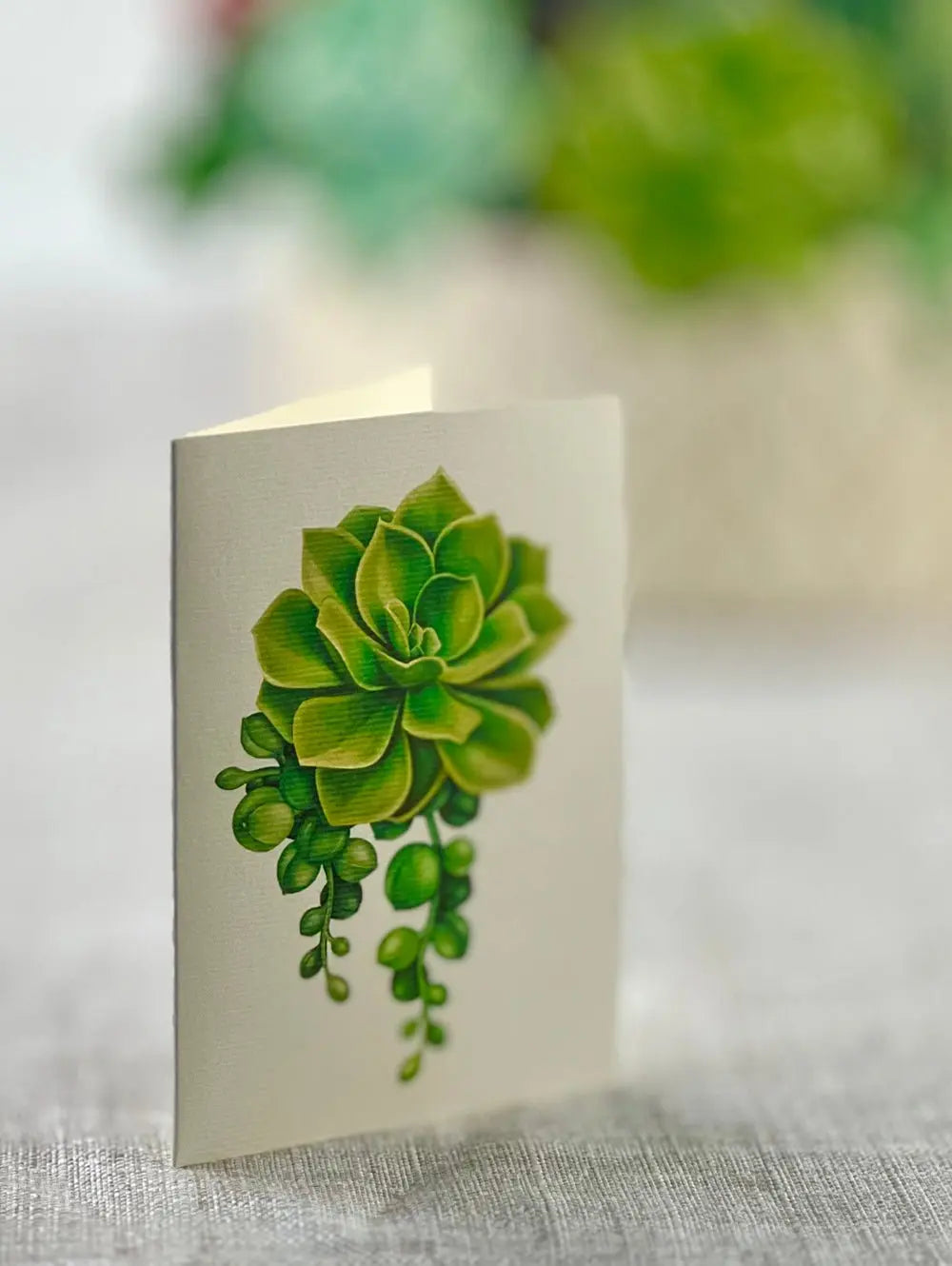 Indoor House Plant, Cactus Garden for Windowsills, Home Offices and Indoor Decor, Designed for Shelves, Desks and Living Spaces image 5