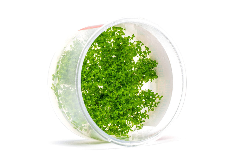 Live Aquarium Plant, Hemianthus Callitrichoides 'Cuba' UNS Tissue for Freshwater Tanks, Shrimp Habitats and Aquascaping image 5