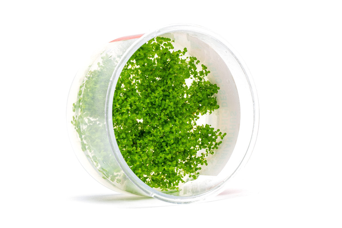 Live Aquarium Plant, Hemianthus Callitrichoides 'Cuba' UNS Tissue for Freshwater Tanks, Shrimp Habitats and Aquascaping image 5