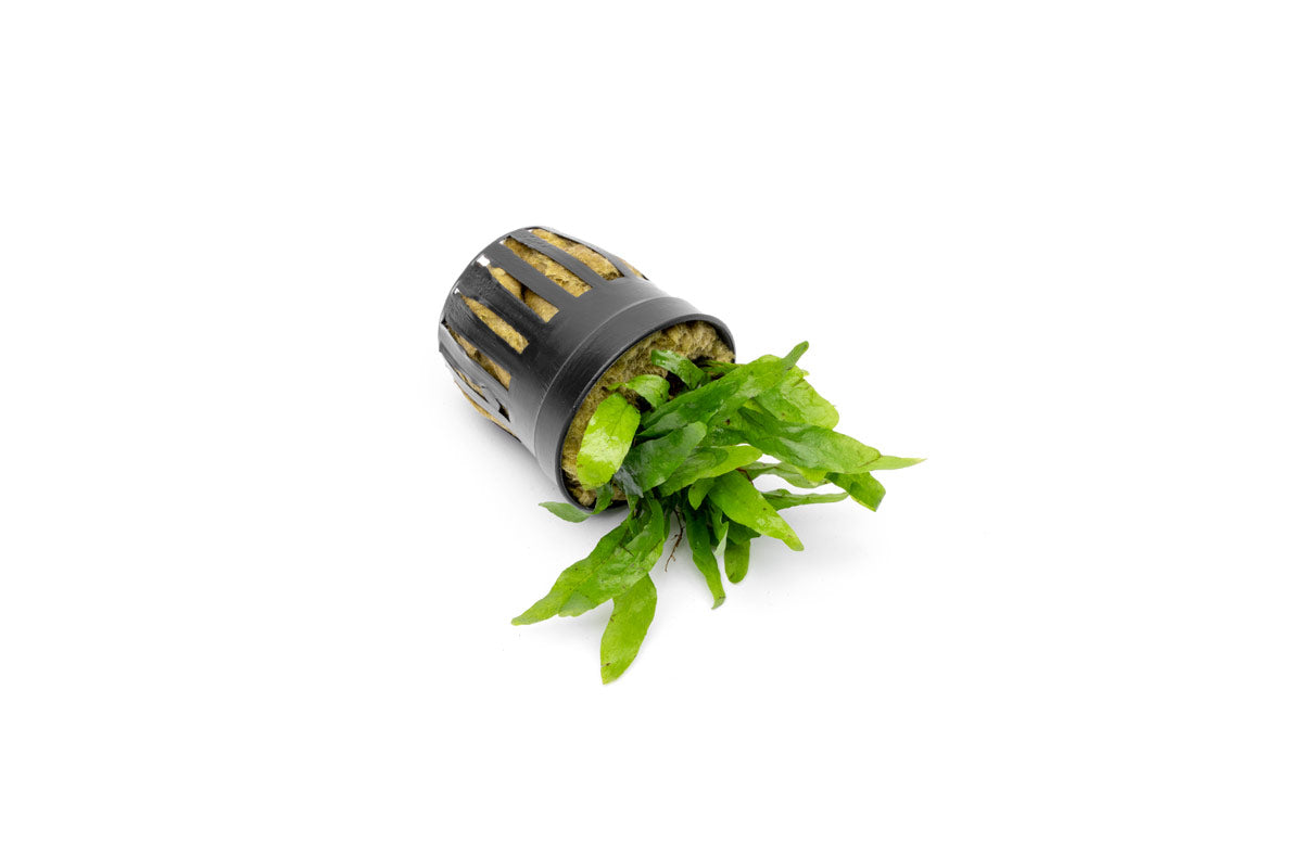 Live Aquarium Plant, Java Fern Narrow Mini, Nano Tank Format for Freshwater Tanks, Shrimp Habitats and Aquascaping, 3 Size Options image 5