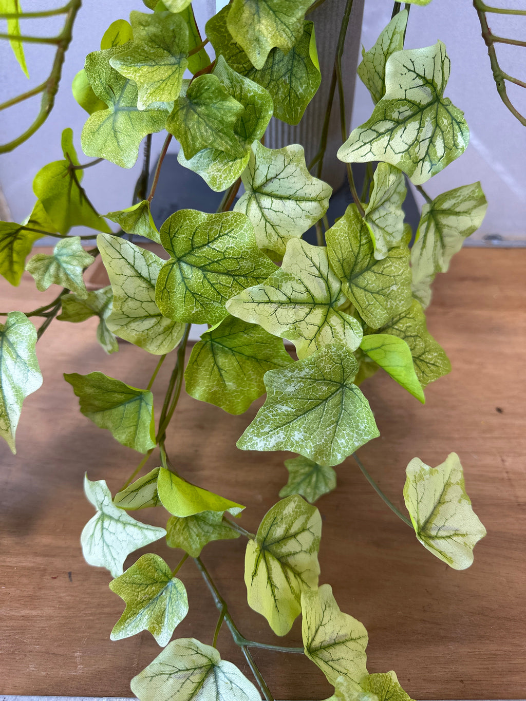Indoor House Plant, Lime Hanging Garden Ivy Bush for Windowsills, Home Offices and Indoor Decor image 5