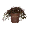 Purple Pixie Dwarf Weeping Loropetalum image 5