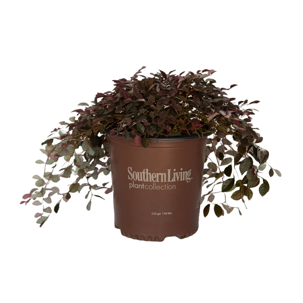 Purple Pixie Dwarf Weeping Loropetalum image 5