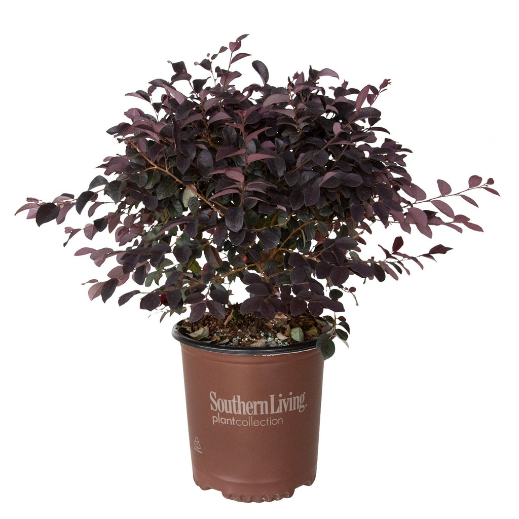 Indoor House Plant, Red Diamond Loropetalum for Windowsills, Home Offices and Indoor Decor, 3 Size Options image 5
