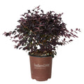 Indoor House Plant, Red Diamond Loropetalum for Windowsills, Home Offices and Indoor Decor, 3 Size Options image 5