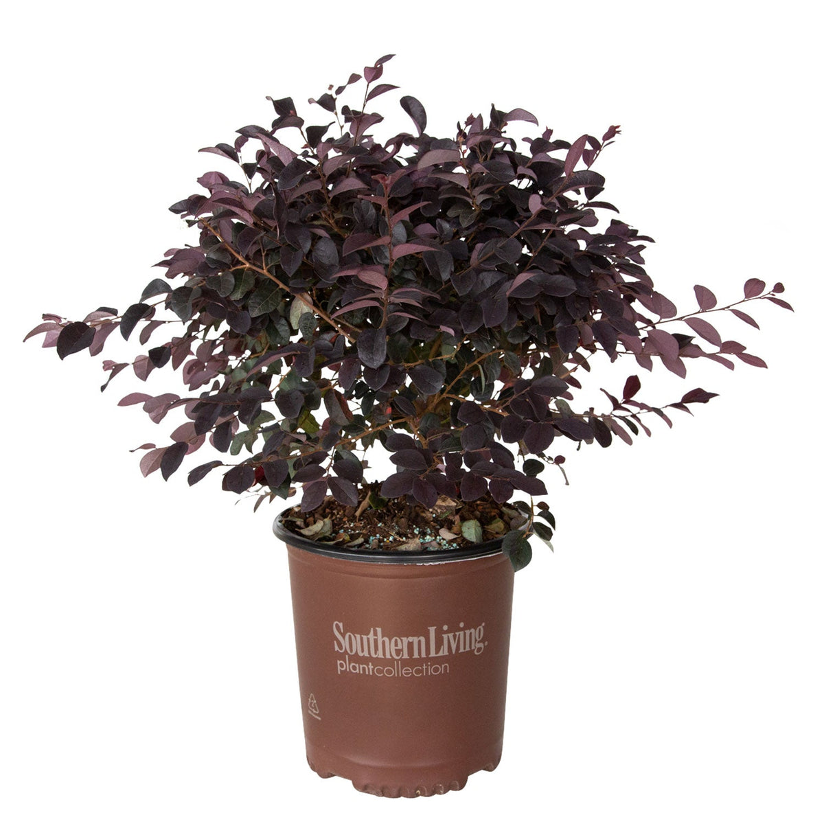 Indoor House Plant, Red Diamond Loropetalum for Windowsills, Home Offices and Indoor Decor, 3 Size Options image 5