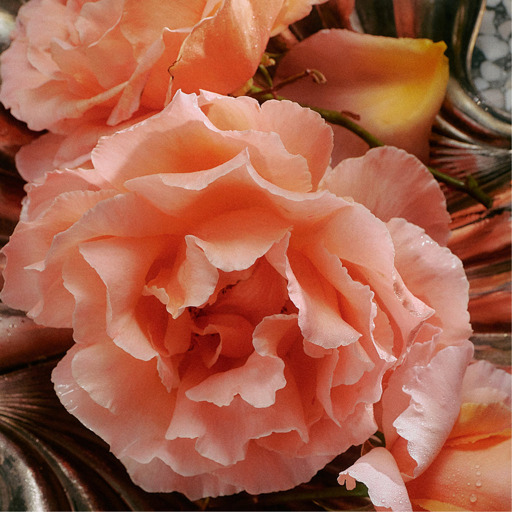 Indoor House Plant, Jasmine Damask Rose Hand Soap for Windowsills, Home Offices and Indoor Decor image 5