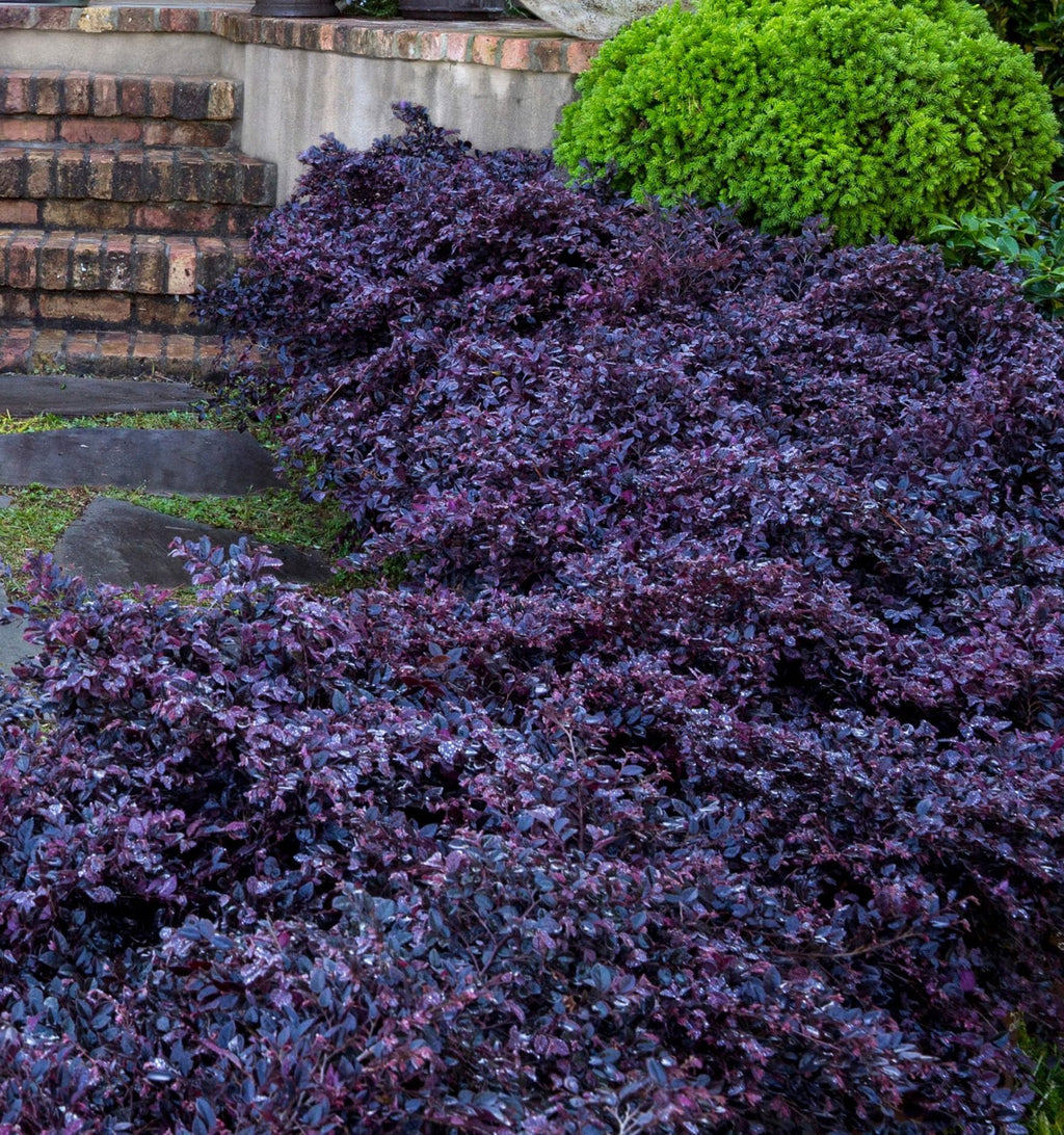 Indoor House Plant, Purple Daydream Dwarf Loropetalum for Windowsills, Home Offices and Indoor Decor image 5