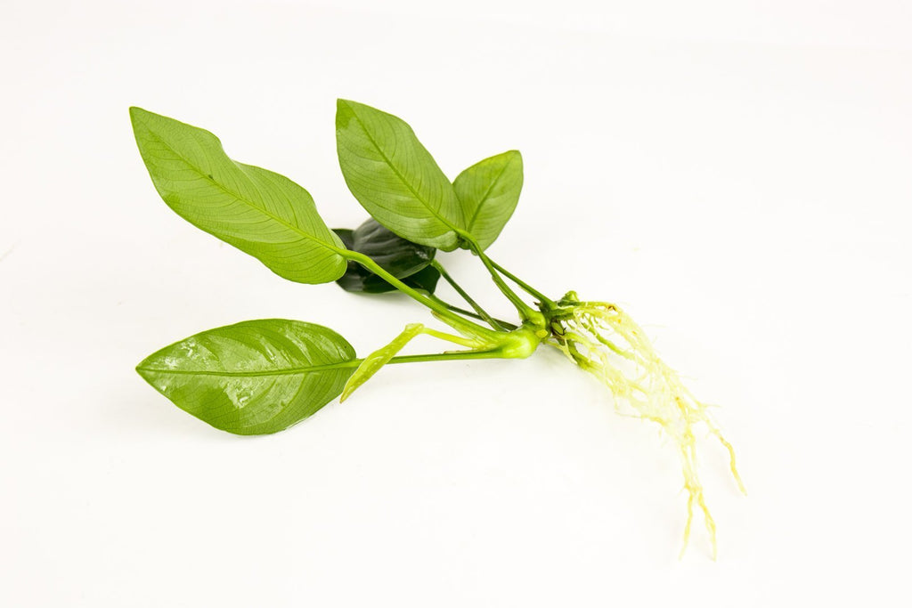 Live Aquarium Plant, Anubias Nana, Nano Tank Format for Planted Aquariums and Natural Fish Tank Decor, 3 Size Options image 5