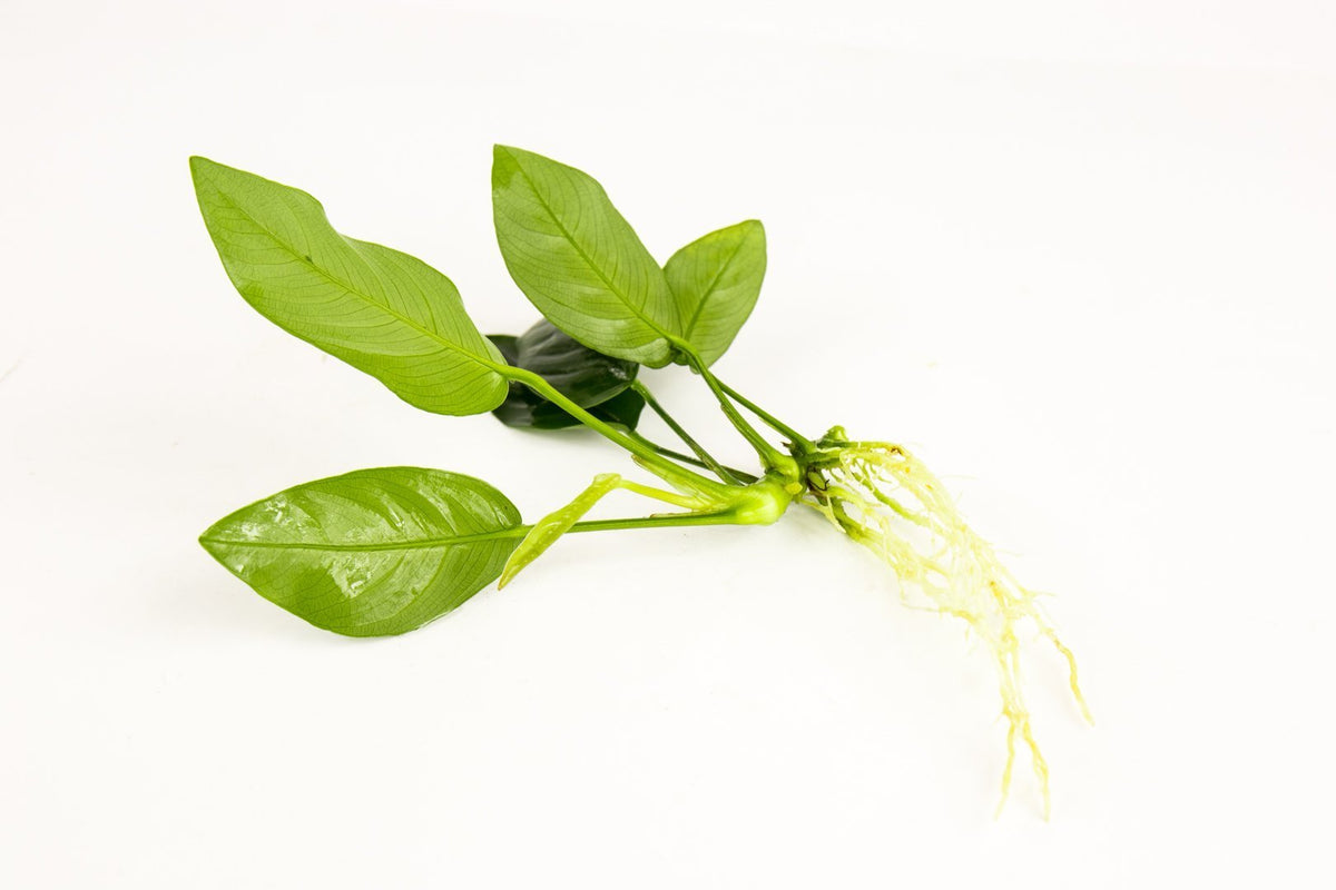 Live Aquarium Plant, Anubias Nana, Nano Tank Format for Planted Aquariums and Natural Fish Tank Decor, 3 Size Options image 5