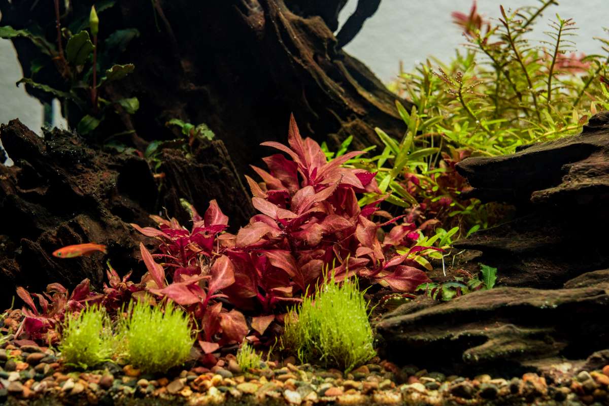 Live Aquarium Plant, Alternanthera Reineckii 'Mini' UNS Tissue, Nano Tank Format for Freshwater Tanks, Shrimp Habitats and Aquascaping image 5