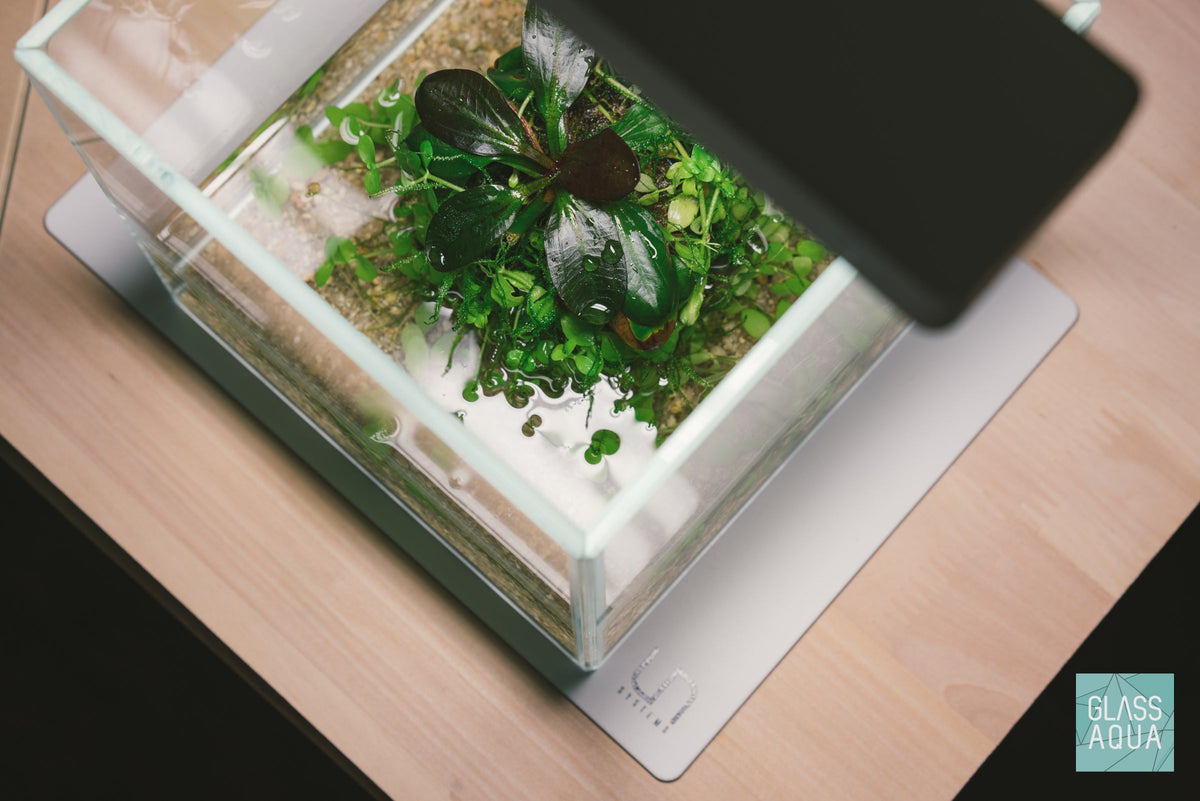 Rimless Glass Aquarium, UNS Cube, Silicone Construction, Rimless Tank Compatible for Planted Tanks, Shrimp Habitats and Aquascaping image 5