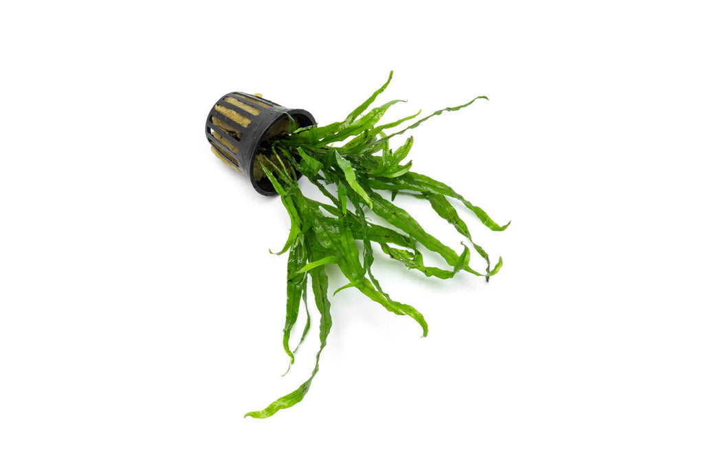 Live Aquarium Plant, Java Fern Trident for Freshwater Tanks, Shrimp Habitats and Aquascaping, 3 Size Options image 5