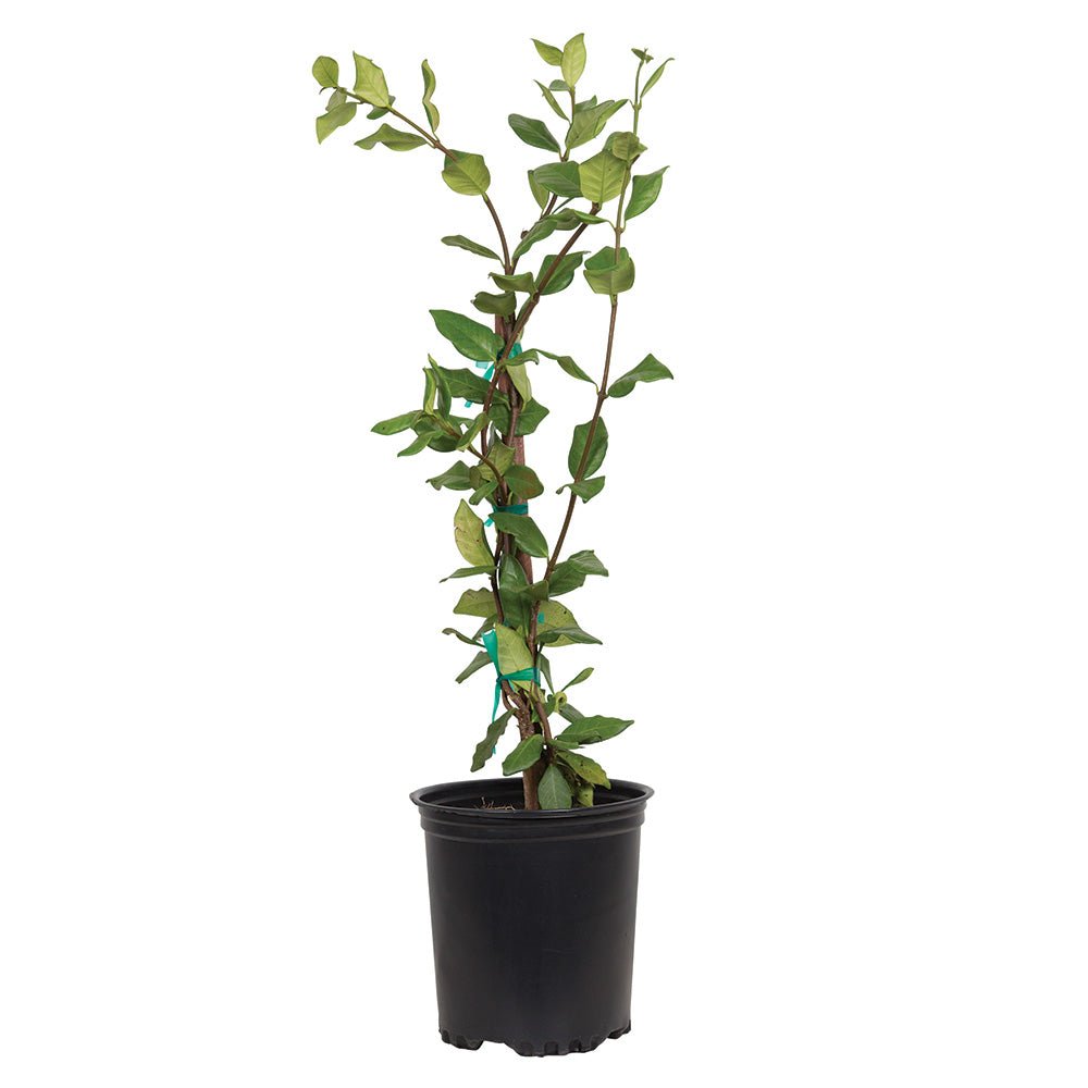 Indoor House Plant, Star Jasmine Vine for Shelves, Desks and Living Spaces, 2 Size Options image 5