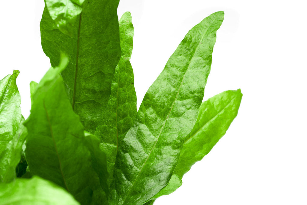 Live Aquarium Plant, Java Fern Mother Pot for Freshwater Tanks, Shrimp Habitats and Aquascaping image 5