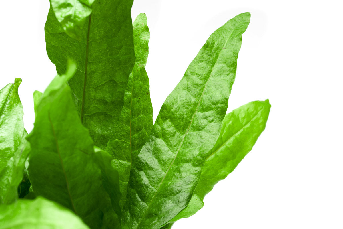 Live Aquarium Plant, Java Fern Mother Pot for Freshwater Tanks, Shrimp Habitats and Aquascaping image 5
