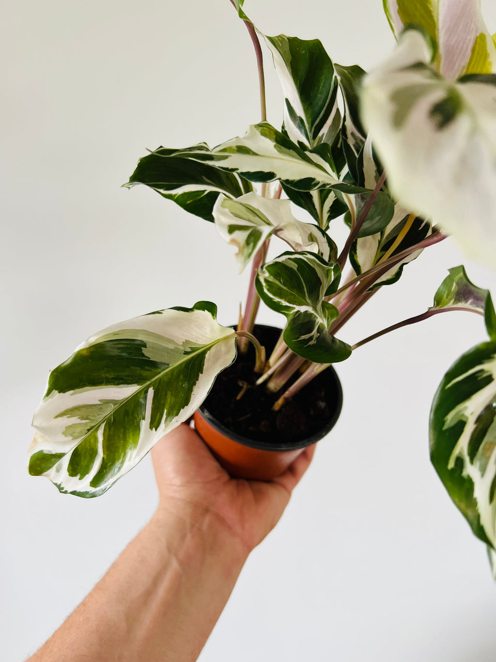 Kitchen Cookware, Calathea Stella Brand New Cultivar 4" Pot for Everyday Meals and Home Cooking image 5