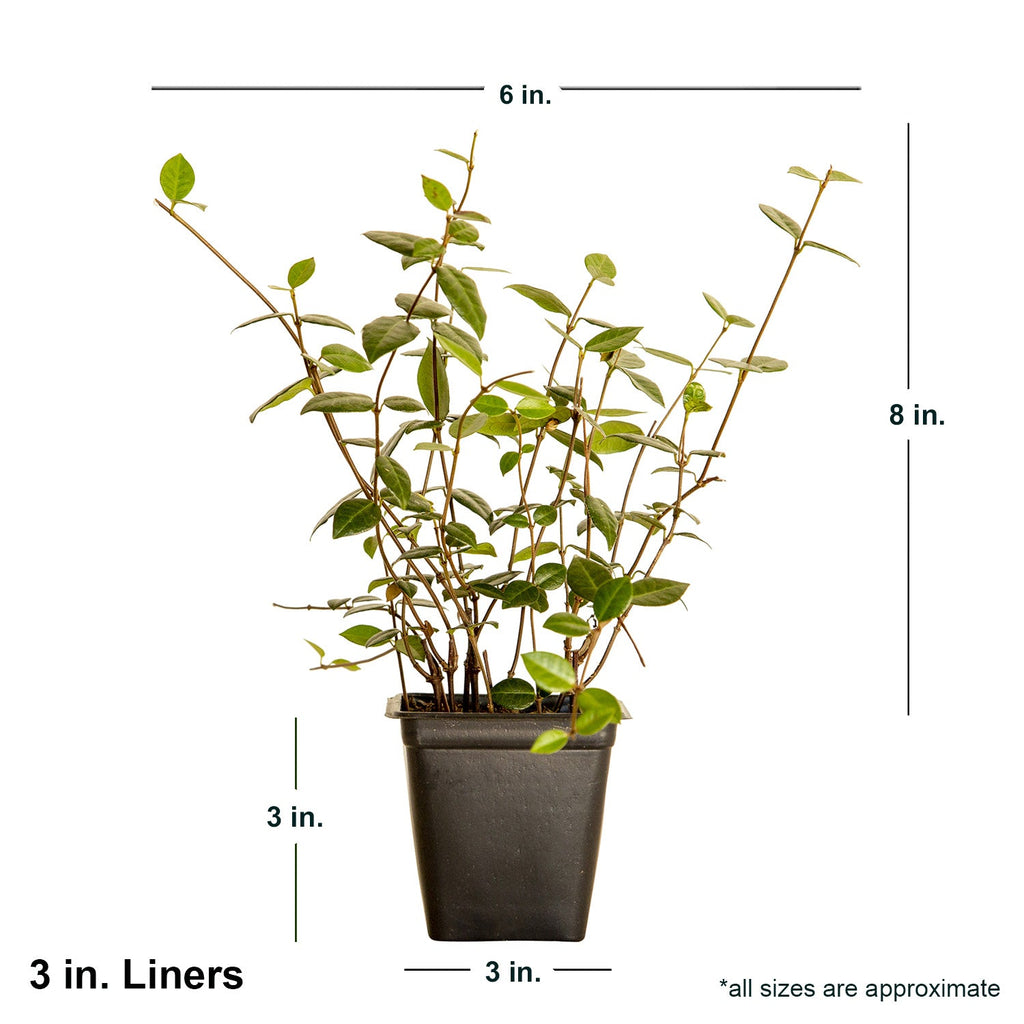 Indoor House Plant, Asiatic Jasmine for Shelves, Desks and Living Spaces, 3 Size Options, Designed for Everyday Home Use image 5