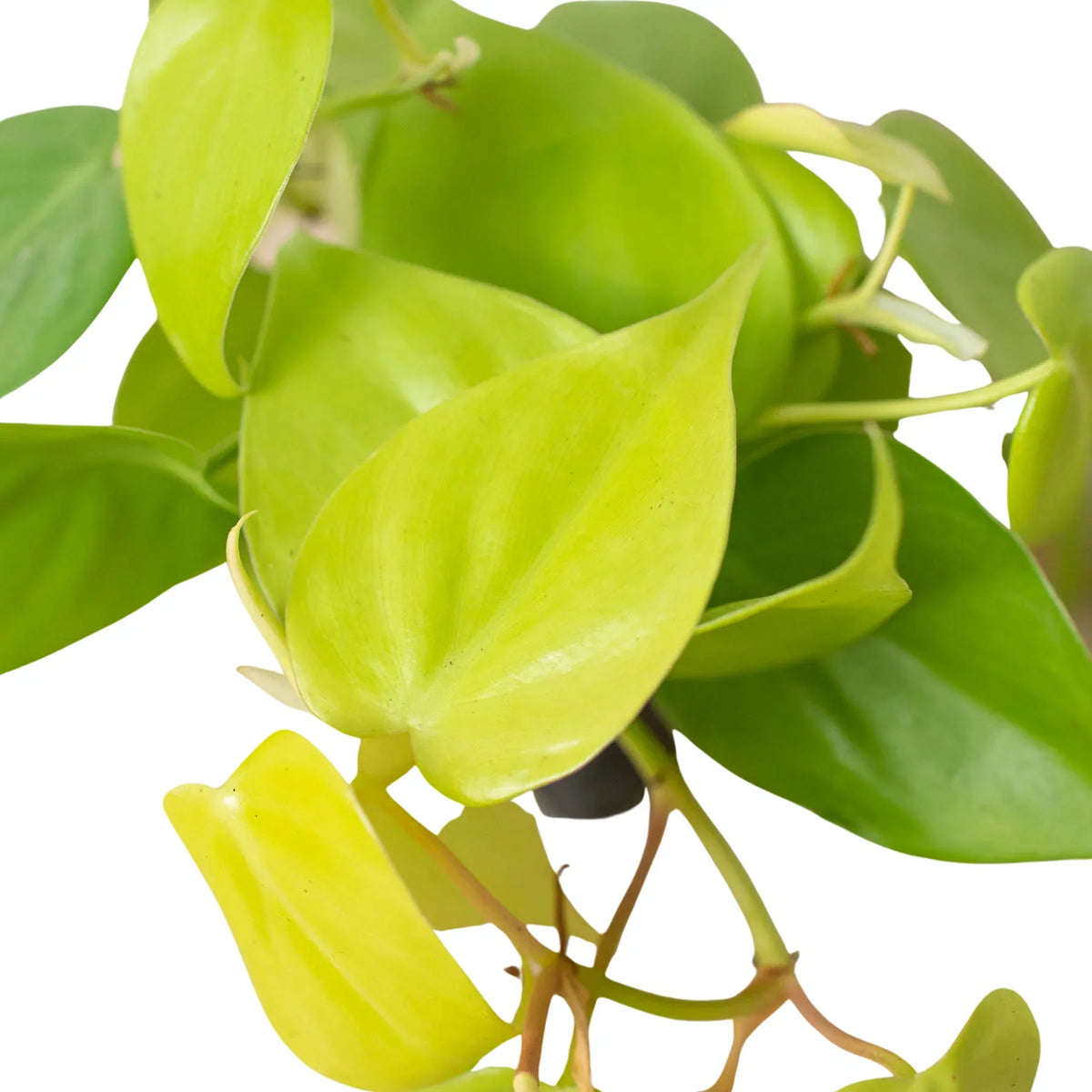Indoor House Plant, Philodendron 'Neon' for Shelves, Desks and Living Spaces, 4 Size Options image 5