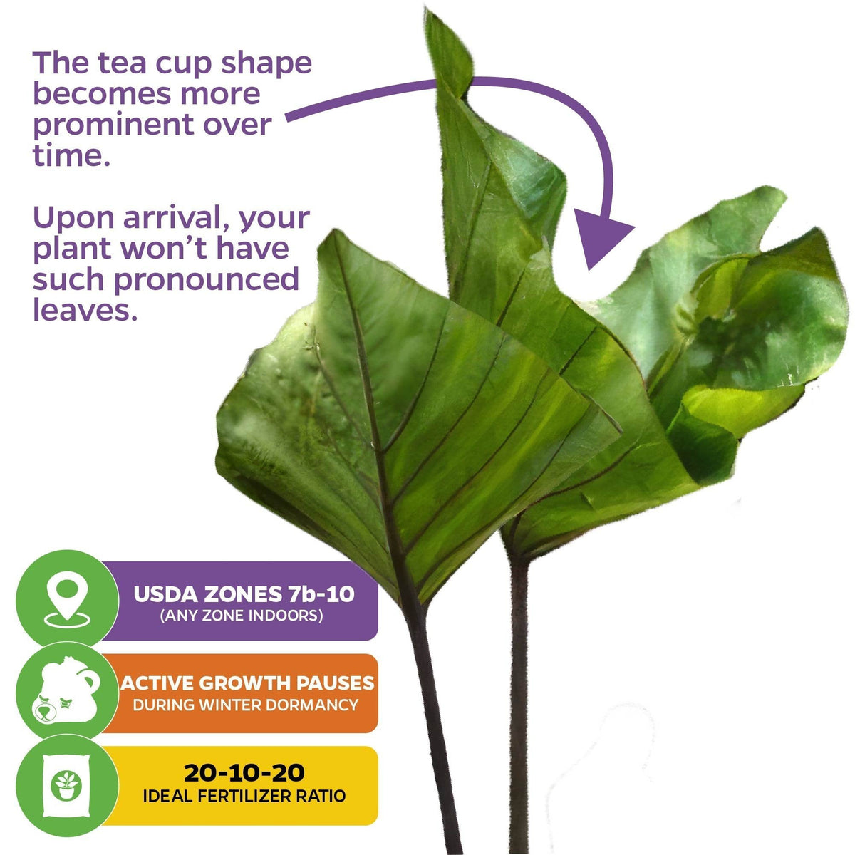 Drinkware, Tea Cup Elephant Ear Colocasia esculenta for Everyday Drinks, Home and Entertaining image 5