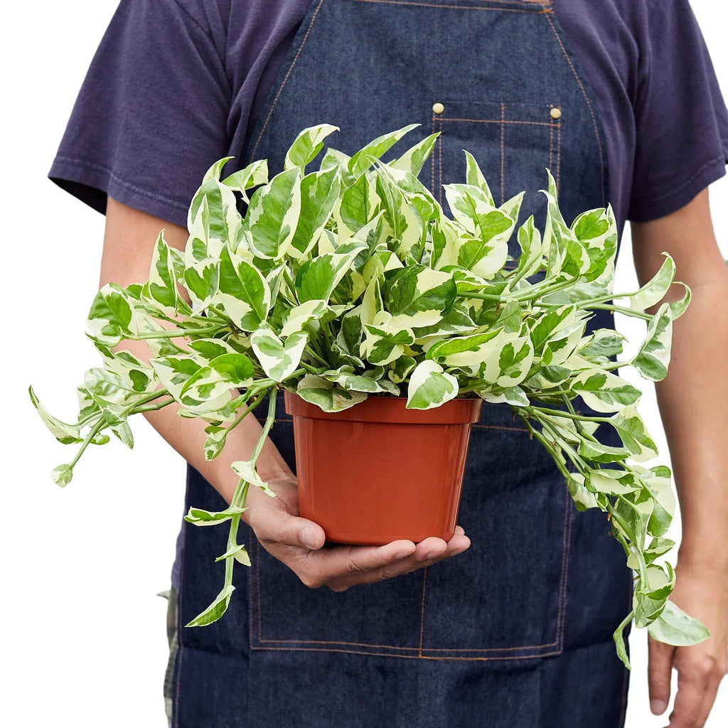 Pothos 'N'joy' image 5