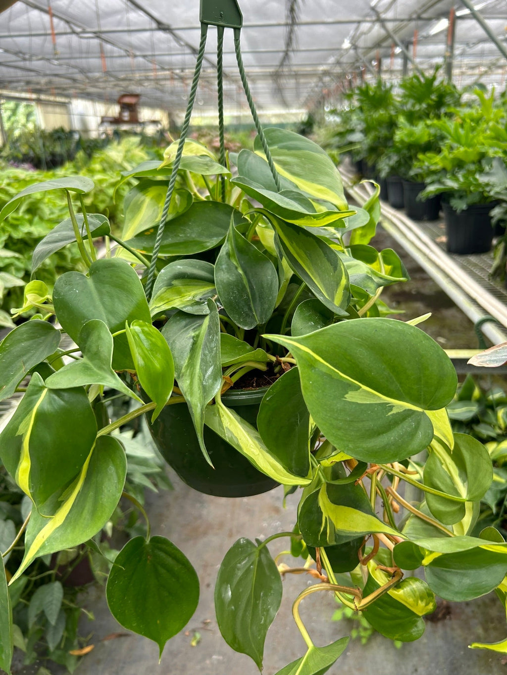 Indoor House Plant, Philodendron 'Brasil' for Shelves, Desks and Living Spaces, 4 Size Options image 5