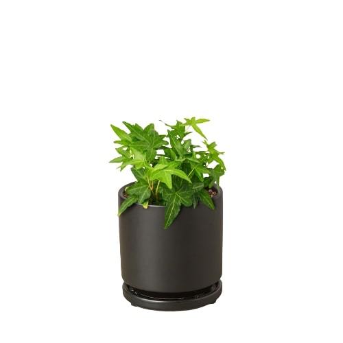 Indoor House Plant, English Ivy Green California for Windowsills, Home Offices and Indoor Decor, 3 Size Options image 5