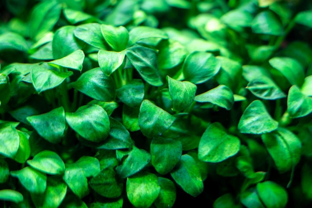 Live Aquarium Plant, Anubias Nana Petite, Nano Tank Format for Freshwater Tanks, Shrimp Habitats and Aquascaping, 3 Size Options image 5