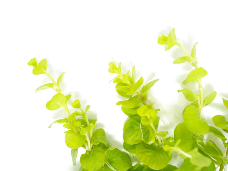 Live Aquarium Plant, Lloydiella (Lysimachia nummularia) Creeping for Planted Aquariums and Natural Fish Tank Decor, 3 Size Options image 5