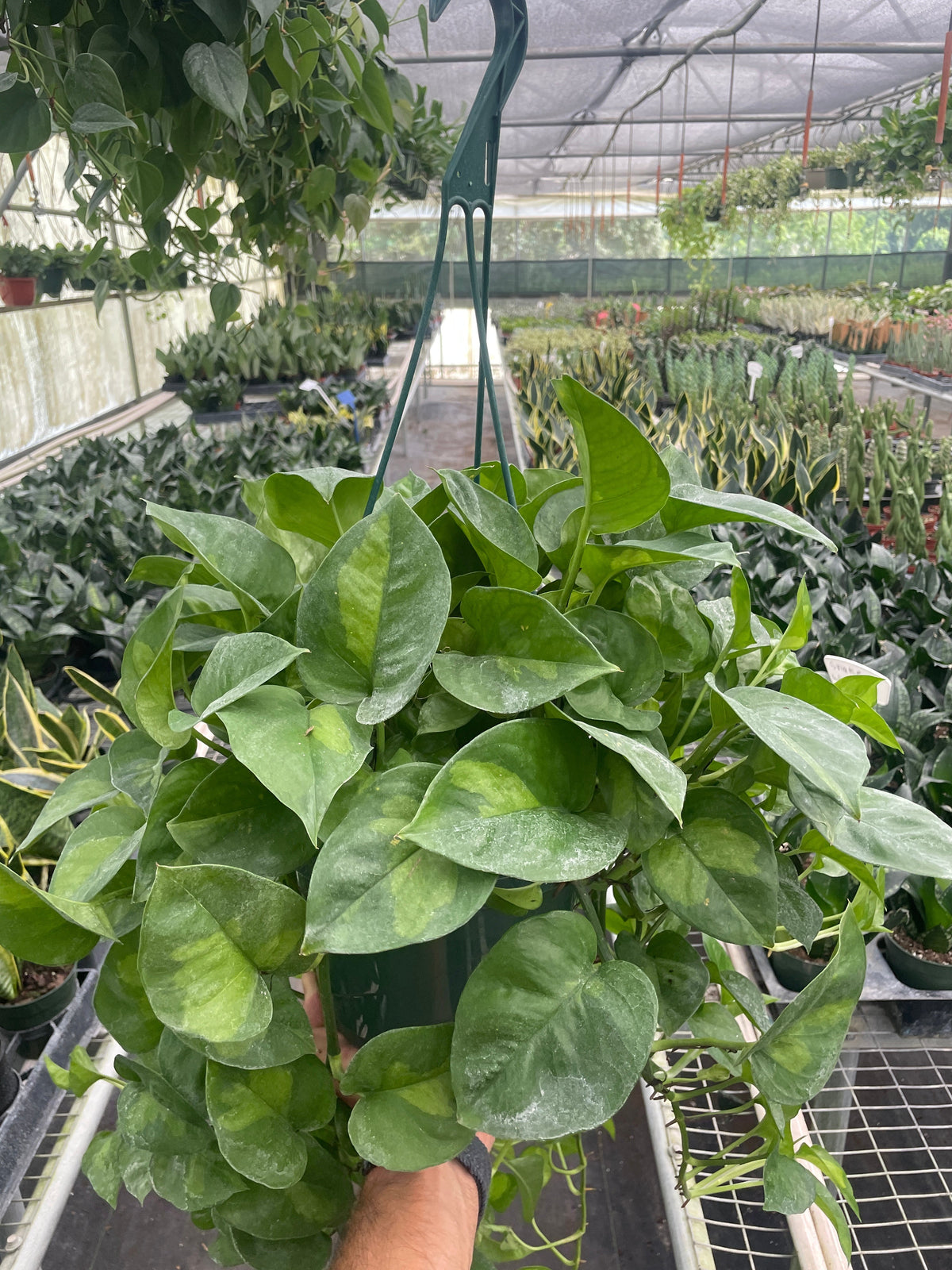 Indoor House Plant, Pothos 'Global Green' for Windowsills, Home Offices and Indoor Decor, 4 Size Options image 5