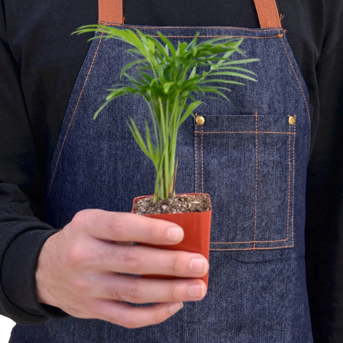 Parlor Palm image 5