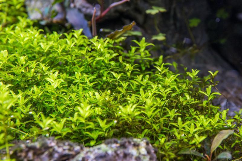 Live Aquarium Plant, Micranthemum Micranthemoides (Pearl Weed) UNS for Planted Aquariums and Natural Fish Tank Decor image 5
