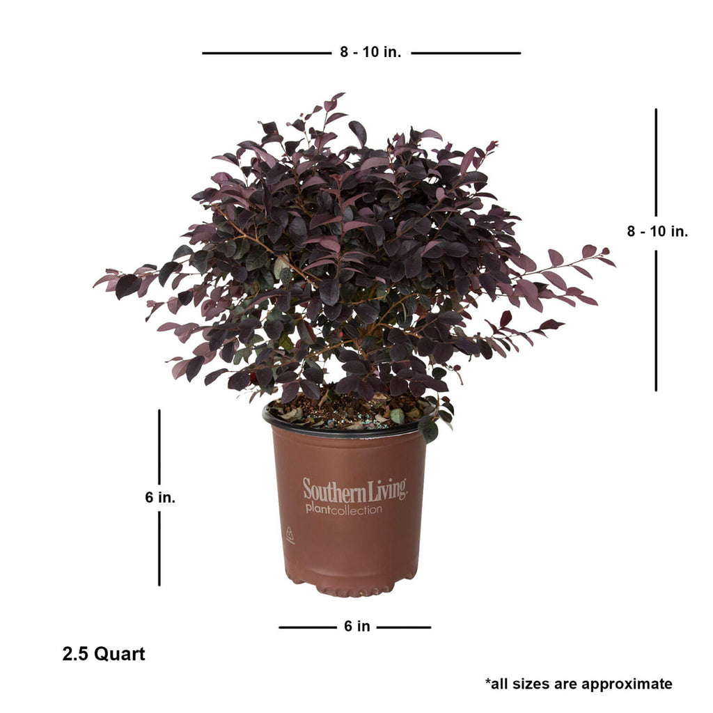Indoor House Plant, Red Diamond Loropetalum for Windowsills, Home Offices and Indoor Decor, 3 Size Options image 6
