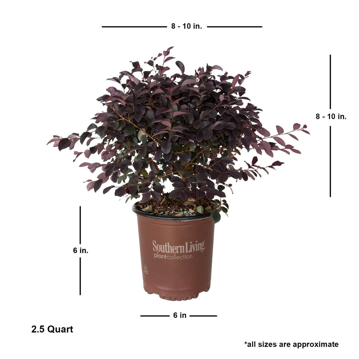 Indoor House Plant, Red Diamond Loropetalum for Windowsills, Home Offices and Indoor Decor, 3 Size Options image 6