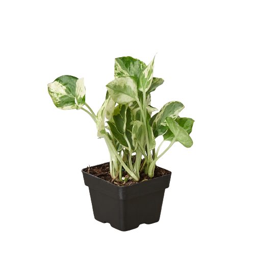 Pothos 'N'joy' image 6