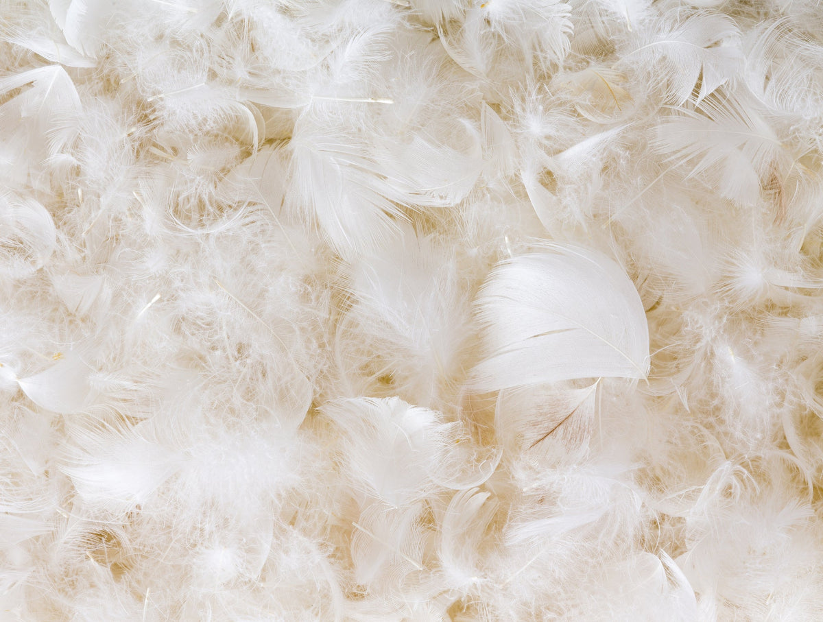 Bed Pillow, Down Feather, Organic Cotton Shell for Everyday Sleep and Guest Room Bedding, 4 Size Options image 6