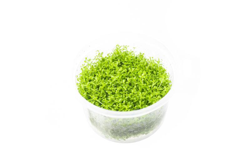 Live Aquarium Plant, Hemianthus Callitrichoides 'Cuba' UNS Tissue for Freshwater Tanks, Shrimp Habitats and Aquascaping image 6