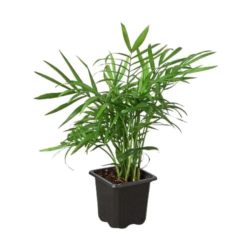 Parlor Palm image 6