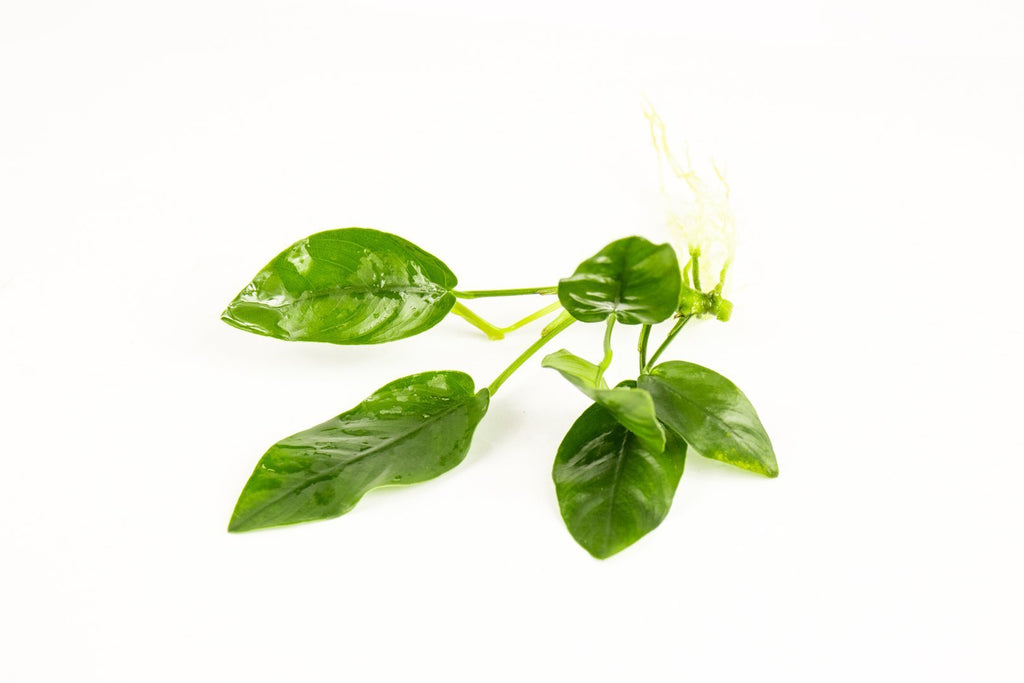 Live Aquarium Plant, Anubias Nana, Nano Tank Format for Planted Aquariums and Natural Fish Tank Decor, 3 Size Options image 6