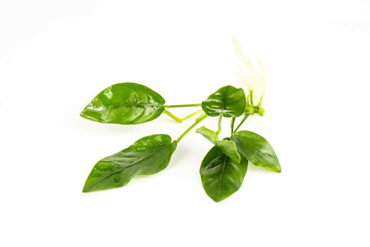 Live Aquarium Plant, Anubias Nana, Nano Tank Format for Planted Aquariums and Natural Fish Tank Decor, 3 Size Options image 6