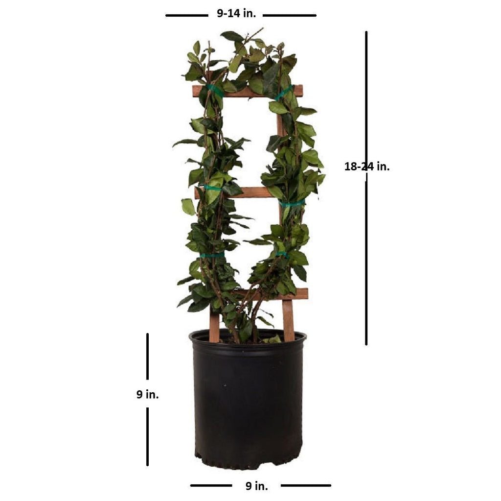 Indoor House Plant, Star Jasmine Vine for Shelves, Desks and Living Spaces, 2 Size Options image 6