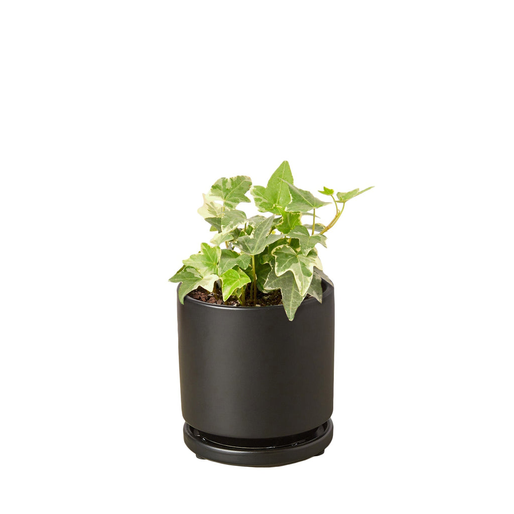 Indoor House Plant, English Ivy 'Glacier' for Shelves, Desks and Living Spaces, 3 Size Options image 6